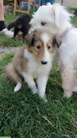 Wunderschöne Collie Welpen zu verkaufen