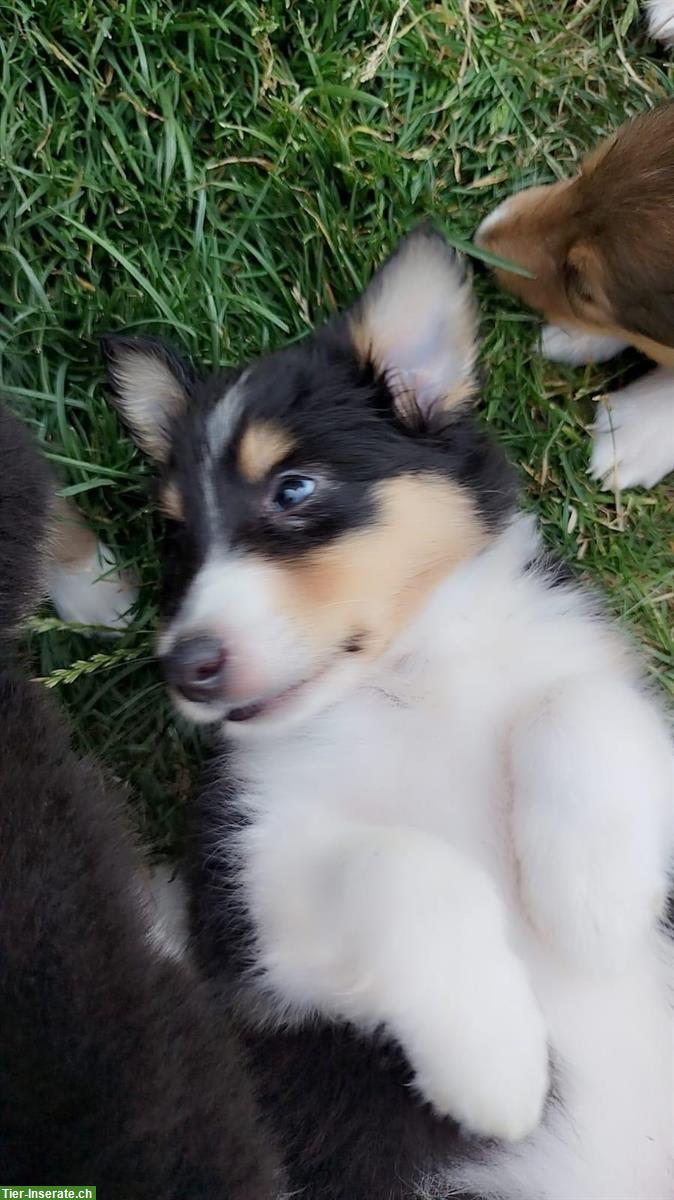 Bild 2: Wunderschöne Collie Welpen zu verkaufen