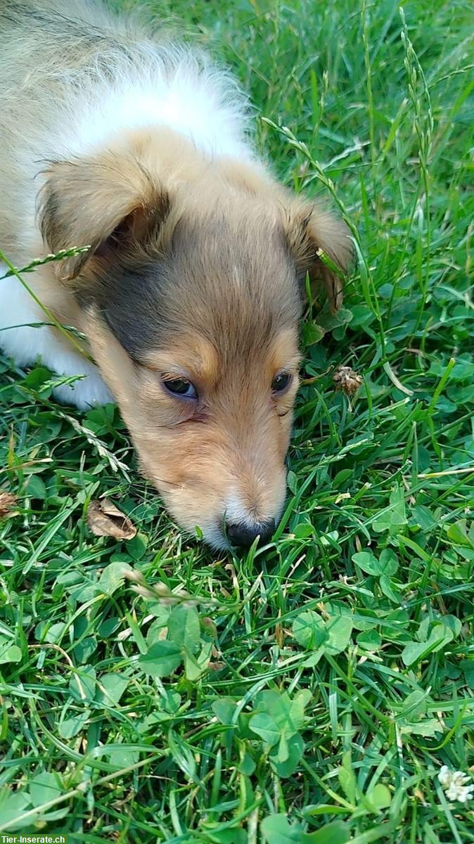 Bild 3: Wunderschöne Collie Welpen zu verkaufen