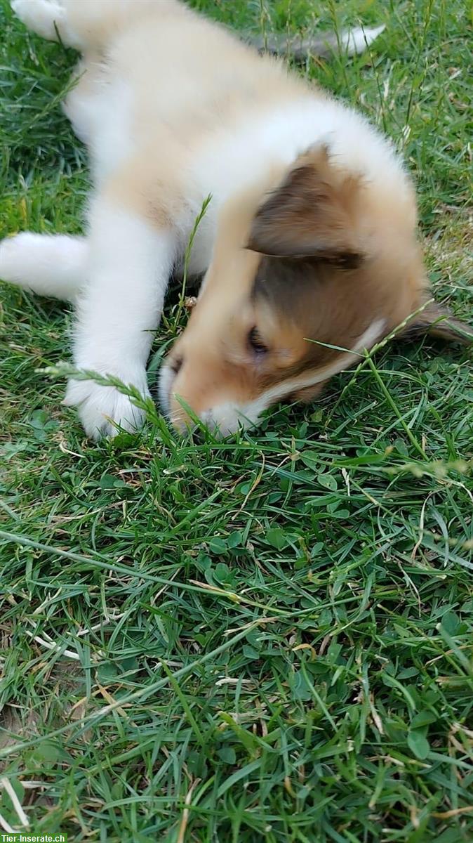 Bild 4: Wunderschöne Collie Welpen zu verkaufen