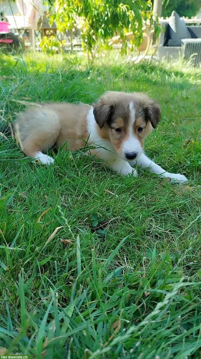 Bild 5: Wunderschöne Collie Welpen zu verkaufen
