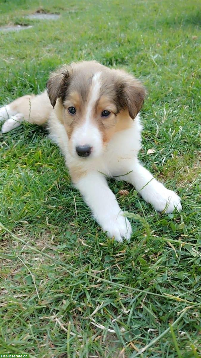 Bild 6: Wunderschöne Collie Welpen zu verkaufen