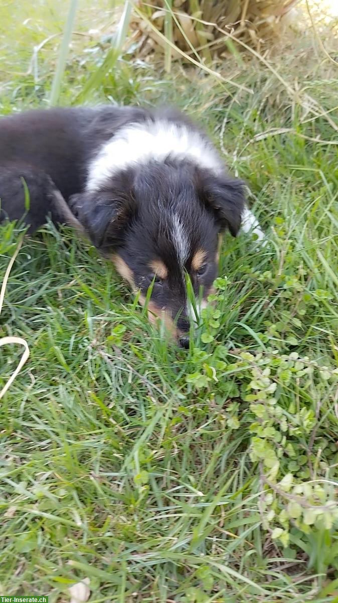 Bild 7: Wunderschöne Collie Welpen zu verkaufen
