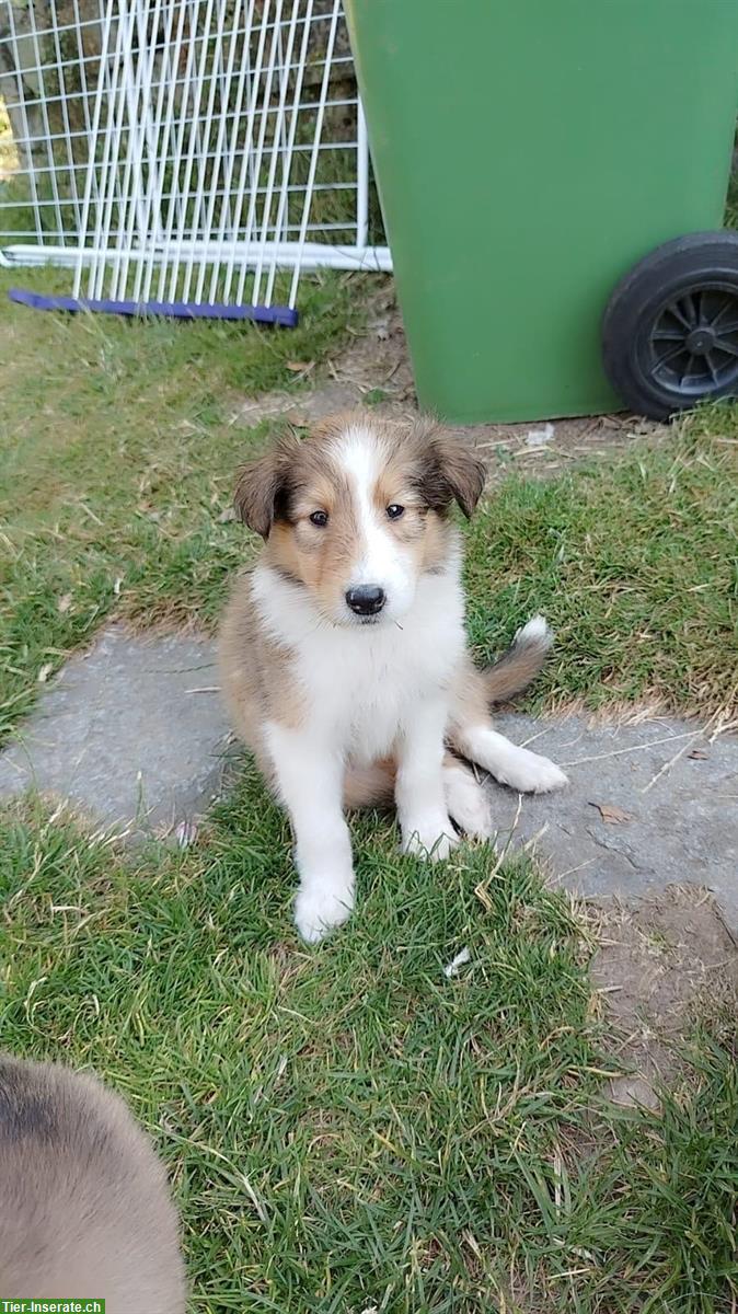 Bild 8: Wunderschöne Collie Welpen zu verkaufen
