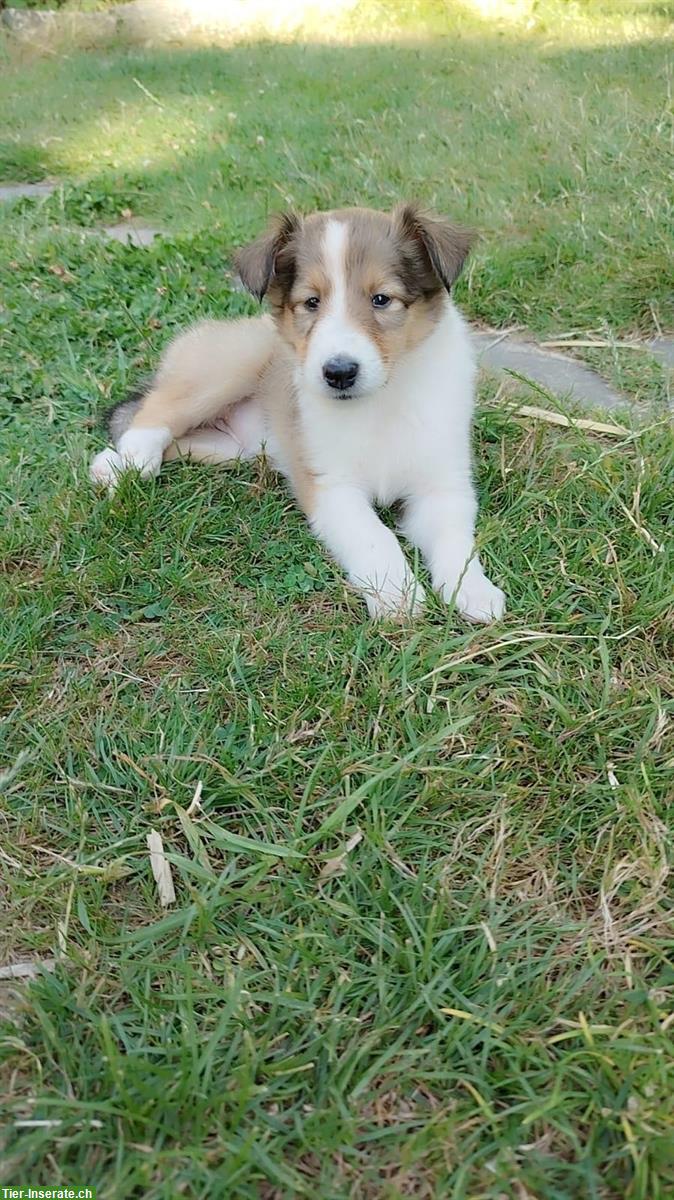 Bild 9: Wunderschöne Collie Welpen zu verkaufen