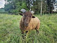 Schöner Ouessant Schafbock: Prinz Ilai