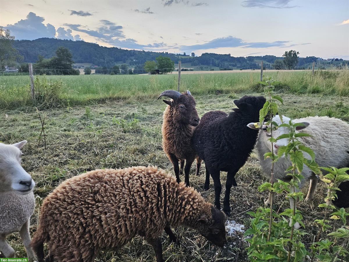 Bild 4: Schöner Ouessant Schafbock: Prinz Ilai
