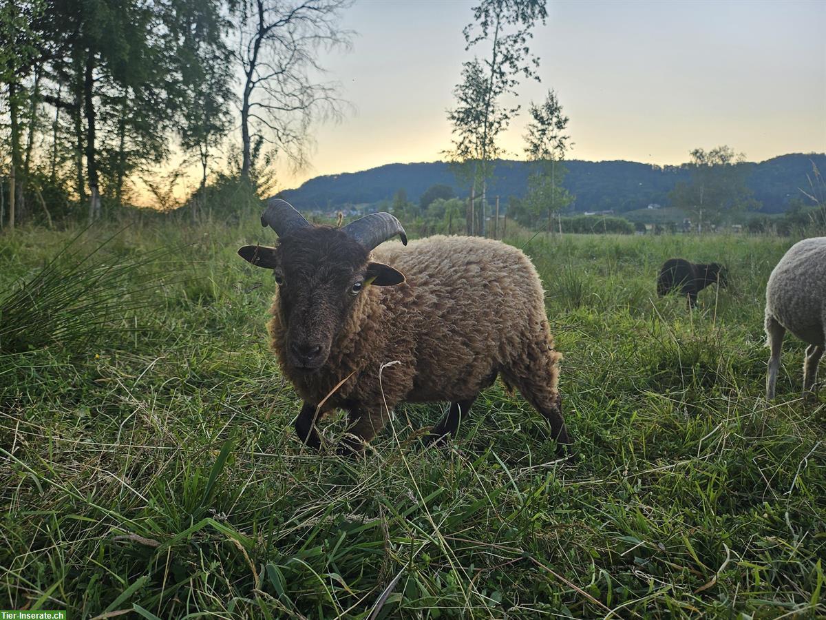 Bild 5: Schöner Ouessant Schafbock: Prinz Ilai