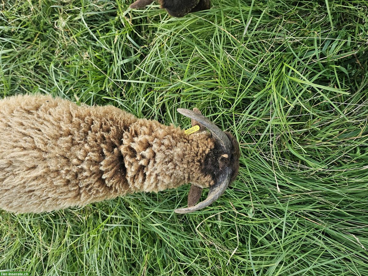 Bild 6: Schöner Ouessant Schafbock: Prinz Ilai