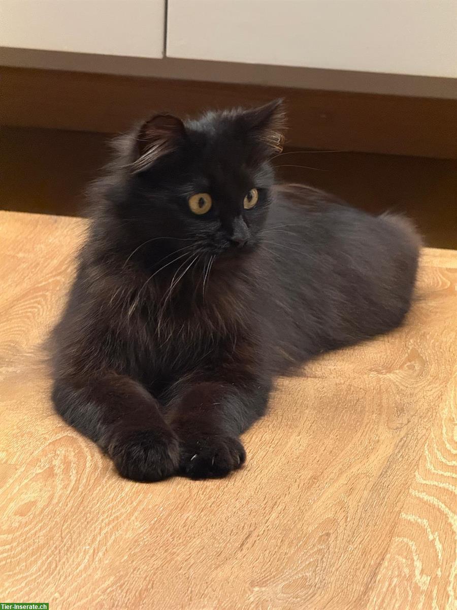 Suche Betreuung für meine Katze