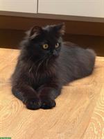 Suche Betreuung für meine Katze