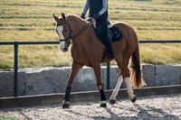 9-jährige CH Warmblut Stute zu verkaufen