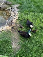 Quicklebendige Enten Küken abzugeben