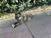 2 Hauskatzen gratis abzugeben