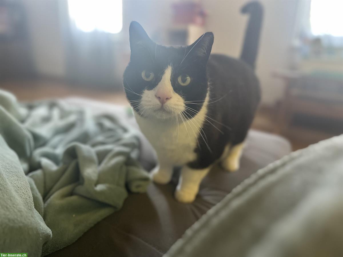 Bild 2: 2 Hauskatzen gratis abzugeben