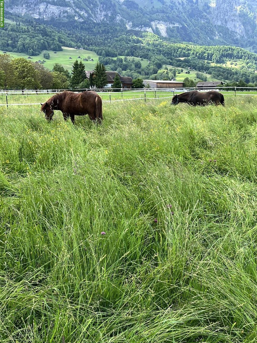 Bild 2: Etablierter Reitbetrieb sucht neuen Standort