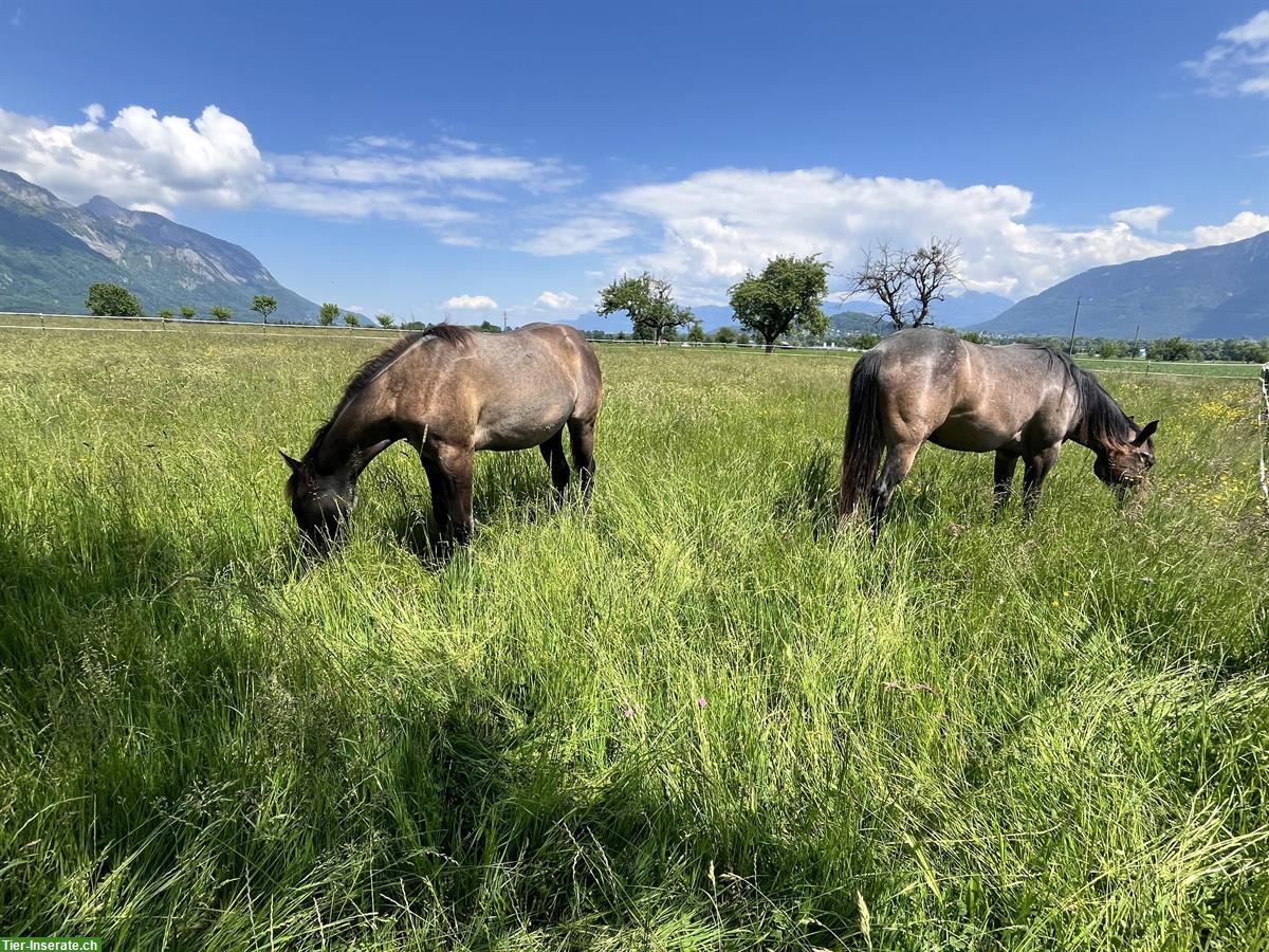 Bild 3: Etablierter Reitbetrieb sucht neuen Standort