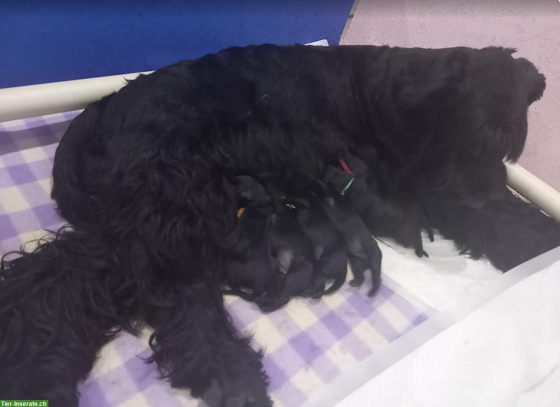 Bild 3: Riesenschnauzer Welpen, schwarz
