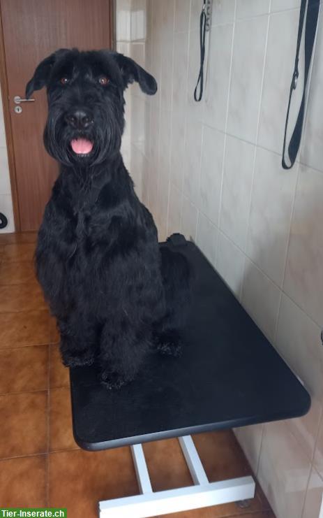 Bild 4: Riesenschnauzer Welpen, schwarz