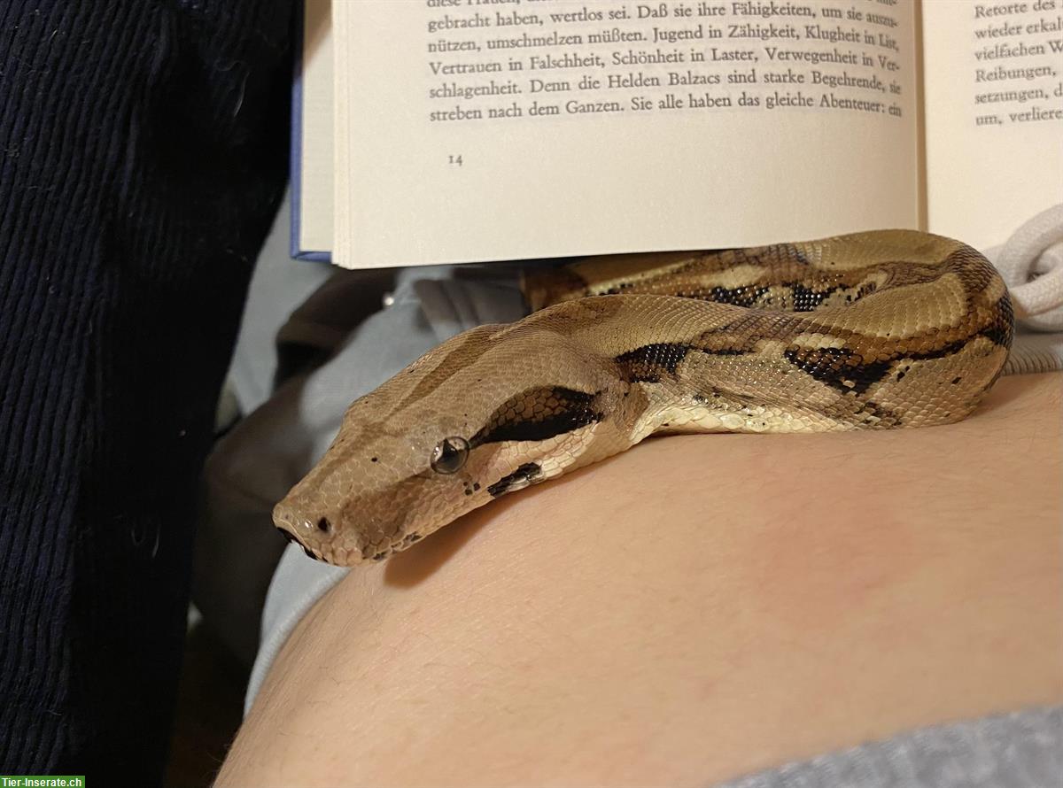 Boa Constrictor sucht ein Zuhause