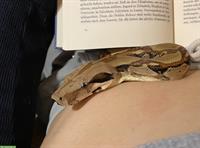 Boa Constrictor sucht ein Zuhause