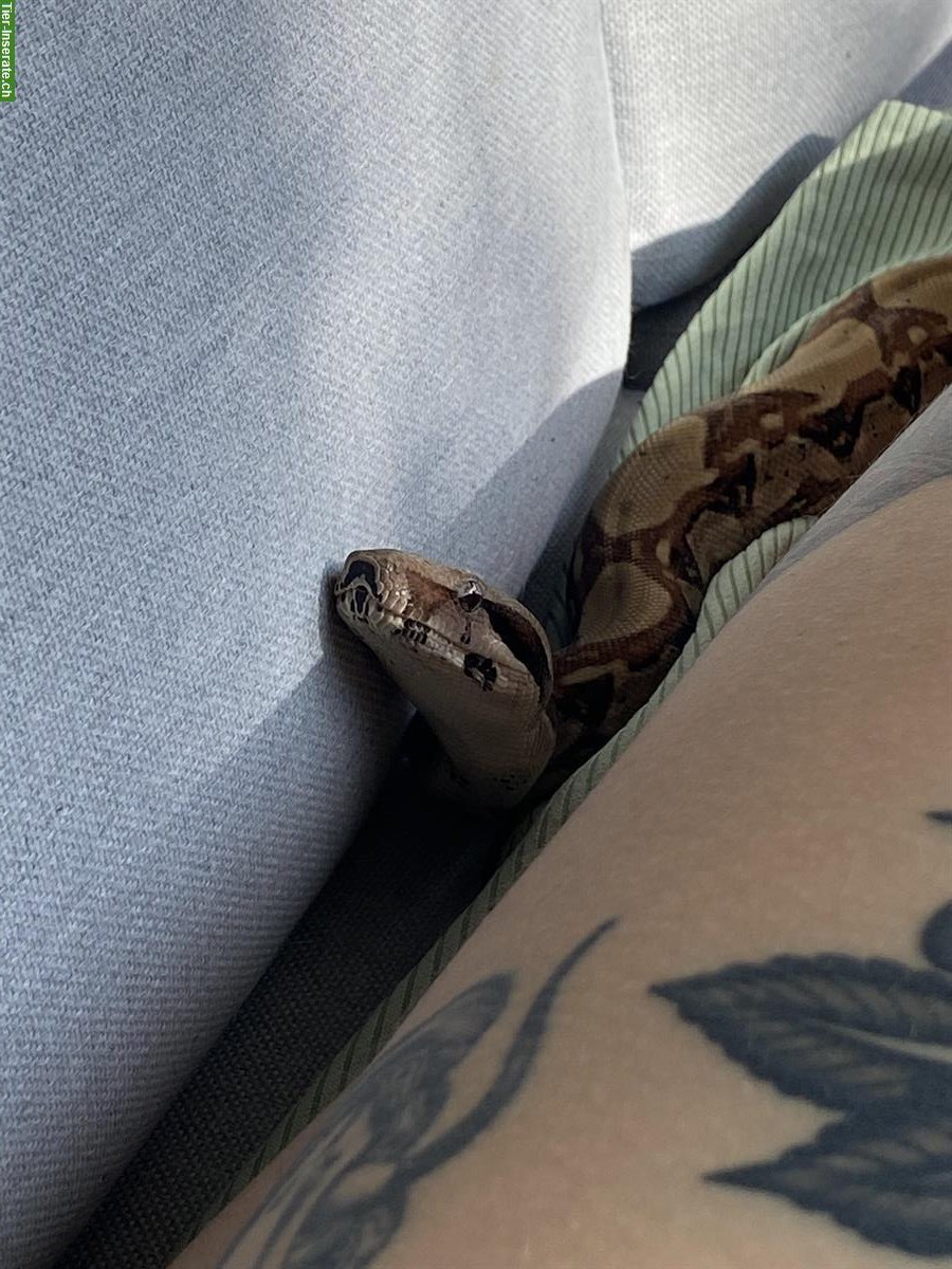 Bild 2: Boa Constrictor sucht ein Zuhause
