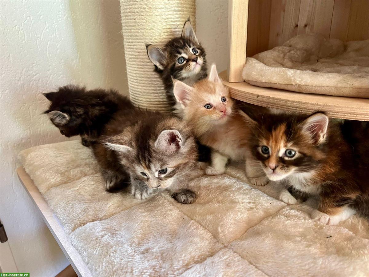 Zuckersüsse Maine Coon Kitten suchen ein Zuhause