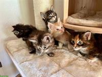 Zuckersüsse Maine Coon Kitten suchen ein Zuhause