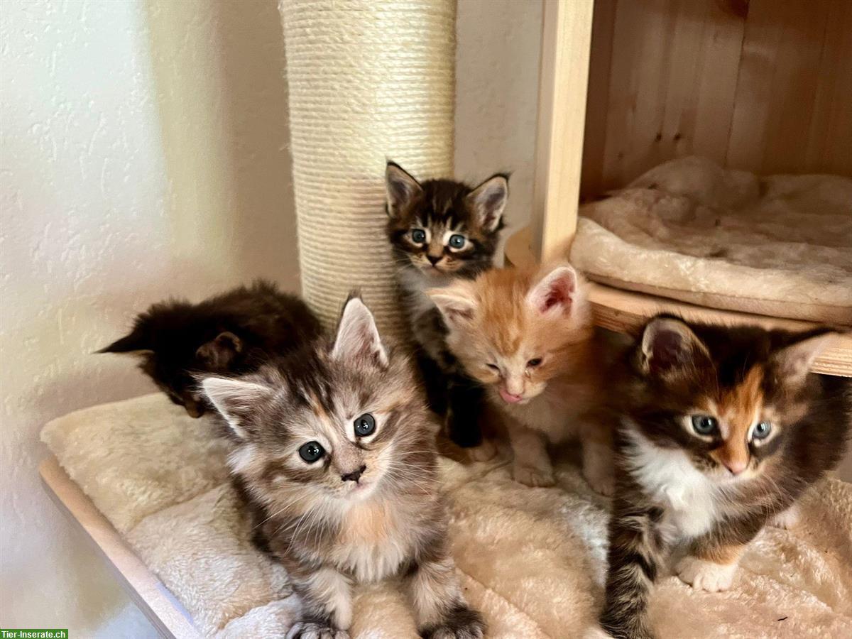 Bild 2: Zuckersüsse Maine Coon Kitten suchen ein Zuhause