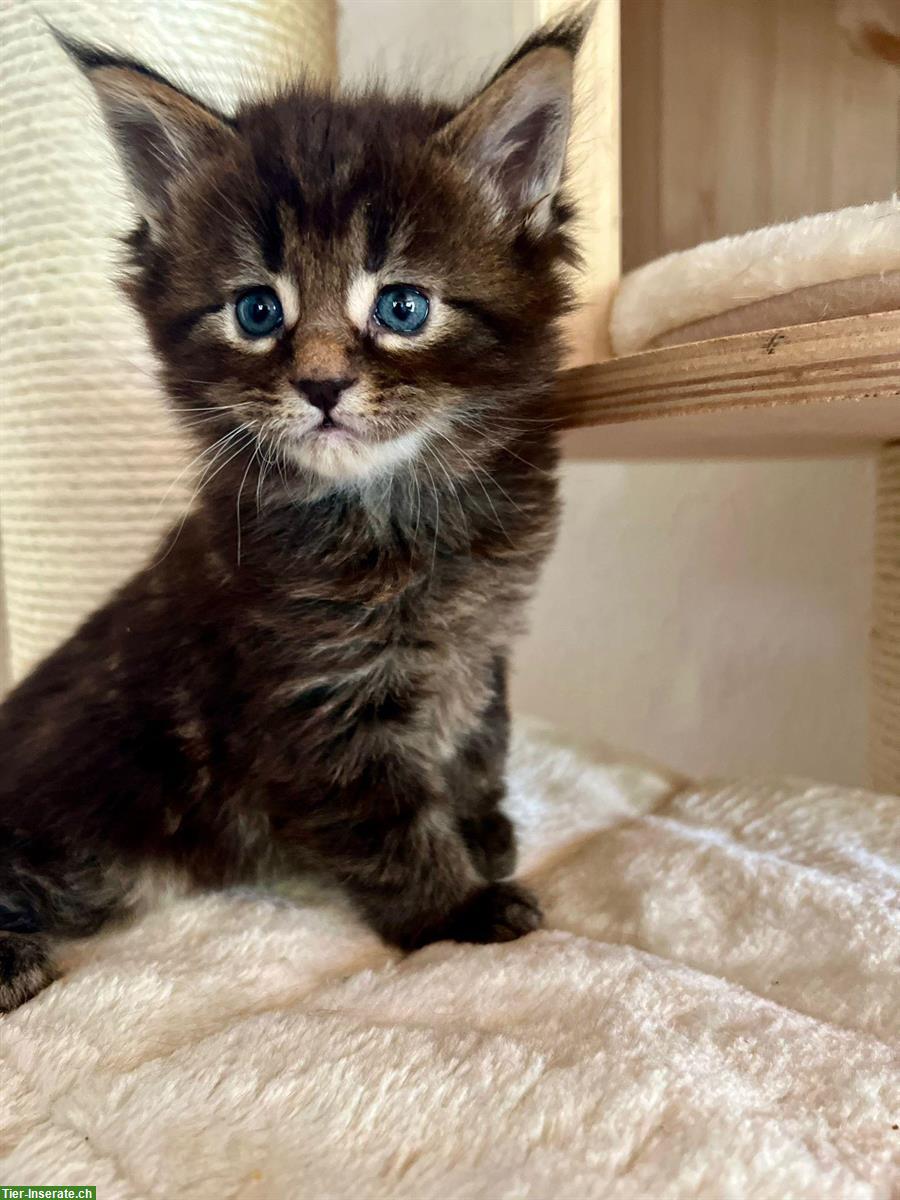 Bild 3: Zuckersüsse Maine Coon Kitten suchen ein Zuhause