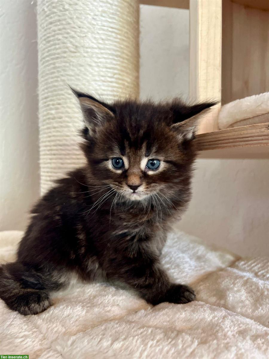 Bild 4: Zuckersüsse Maine Coon Kitten suchen ein Zuhause