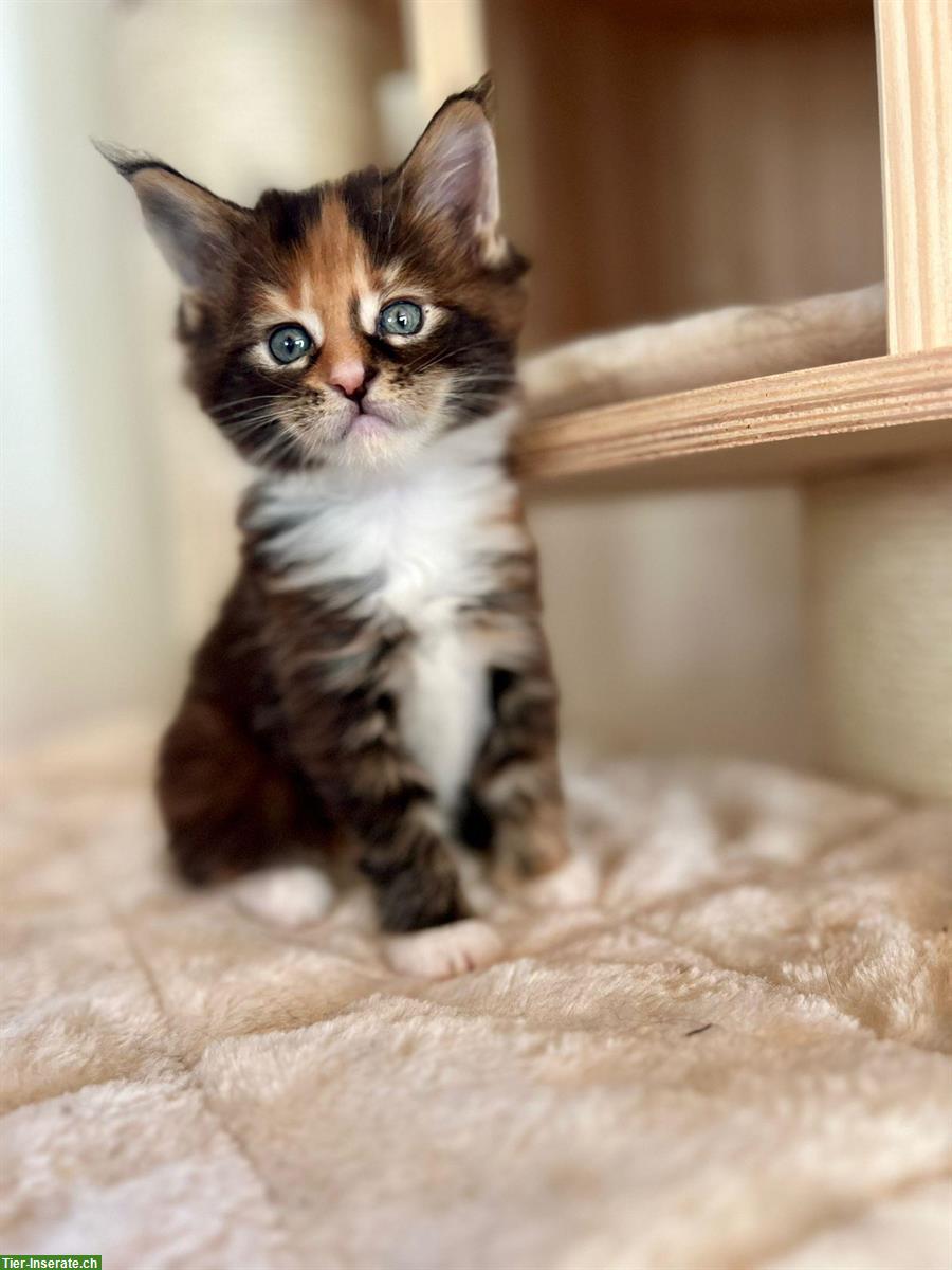 Bild 5: Zuckersüsse Maine Coon Kitten suchen ein Zuhause