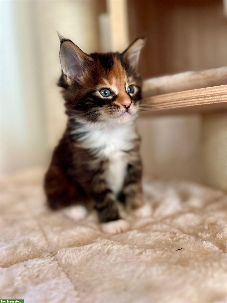 Bild 6: Zuckersüsse Maine Coon Kitten suchen ein Zuhause