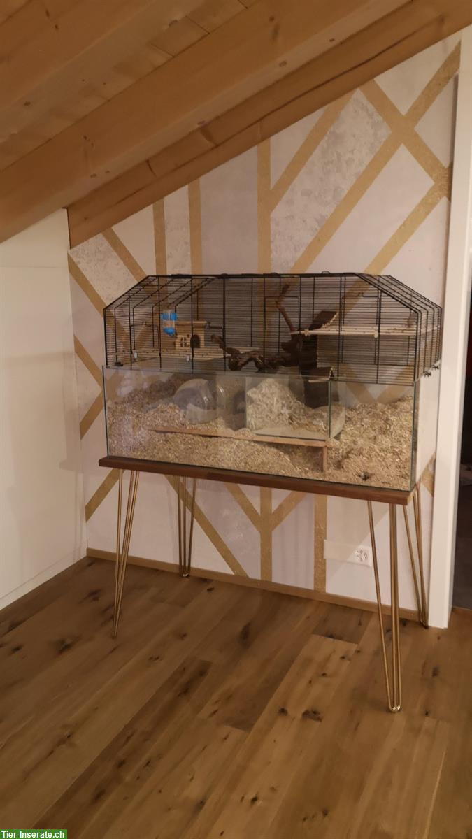 Nagerterrarium Skyline Nagerheim Lupo 120