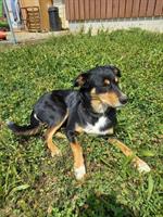 Appenzeller x Border Collie Hündin sucht neues Zuhause