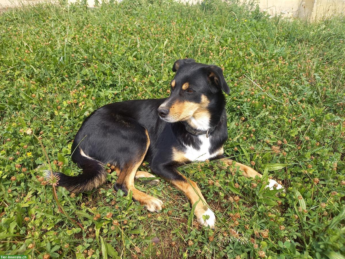 Bild 2: Appenzeller x Border Collie Hündin sucht neues Zuhause