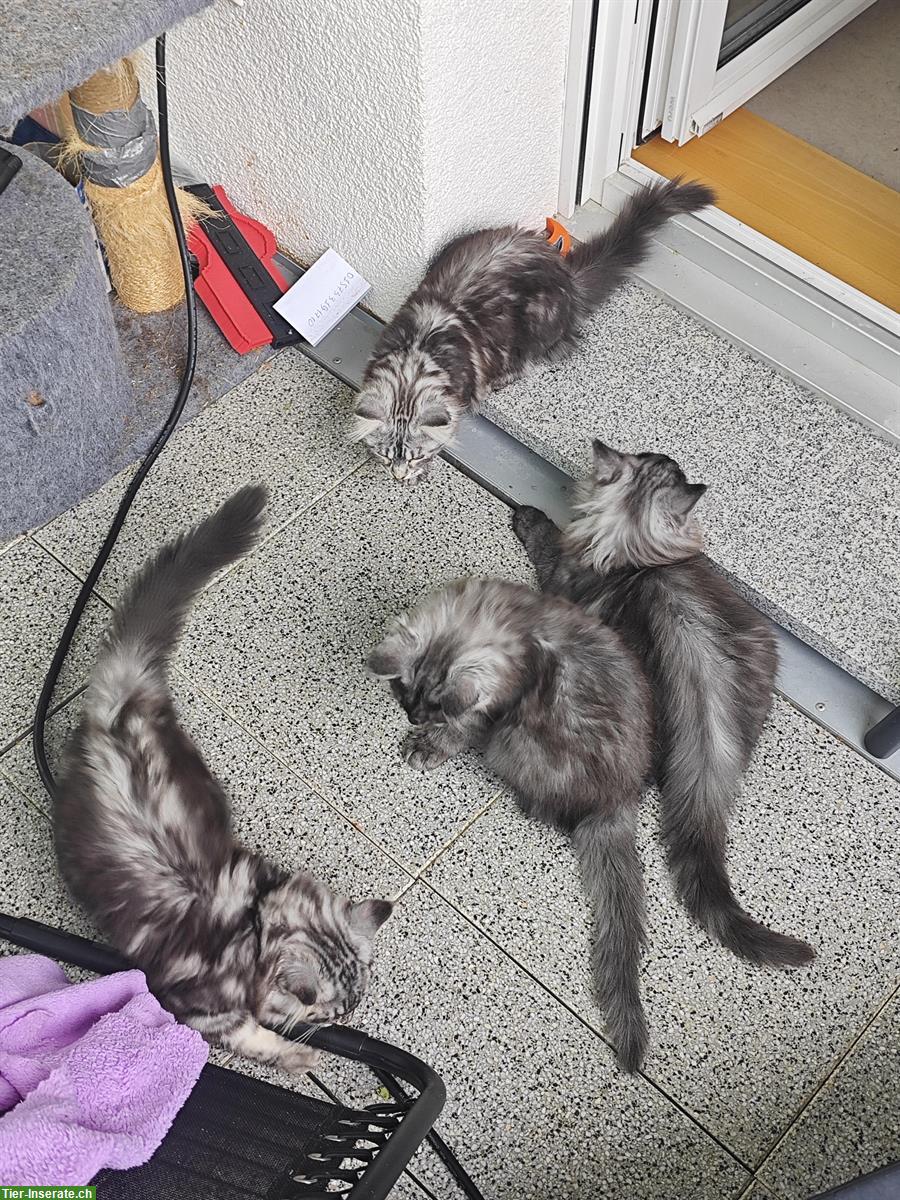 Maine Coon Mischlingskätzchen suchen ein Zuhause