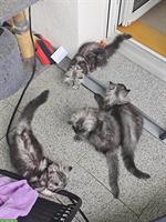 Maine Coon Mischlingskätzchen suchen ein Zuhause