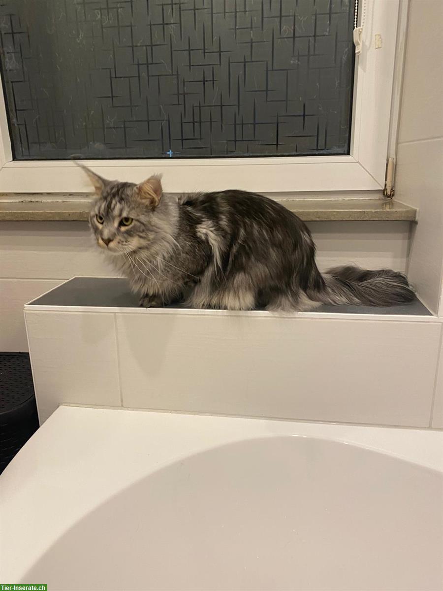 Bild 10: Maine Coon Mischlingskätzchen suchen ein Zuhause