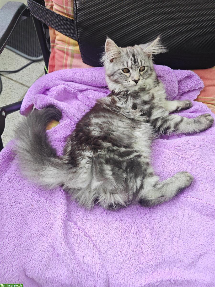 Bild 2: Maine Coon Mischlingskätzchen suchen ein Zuhause