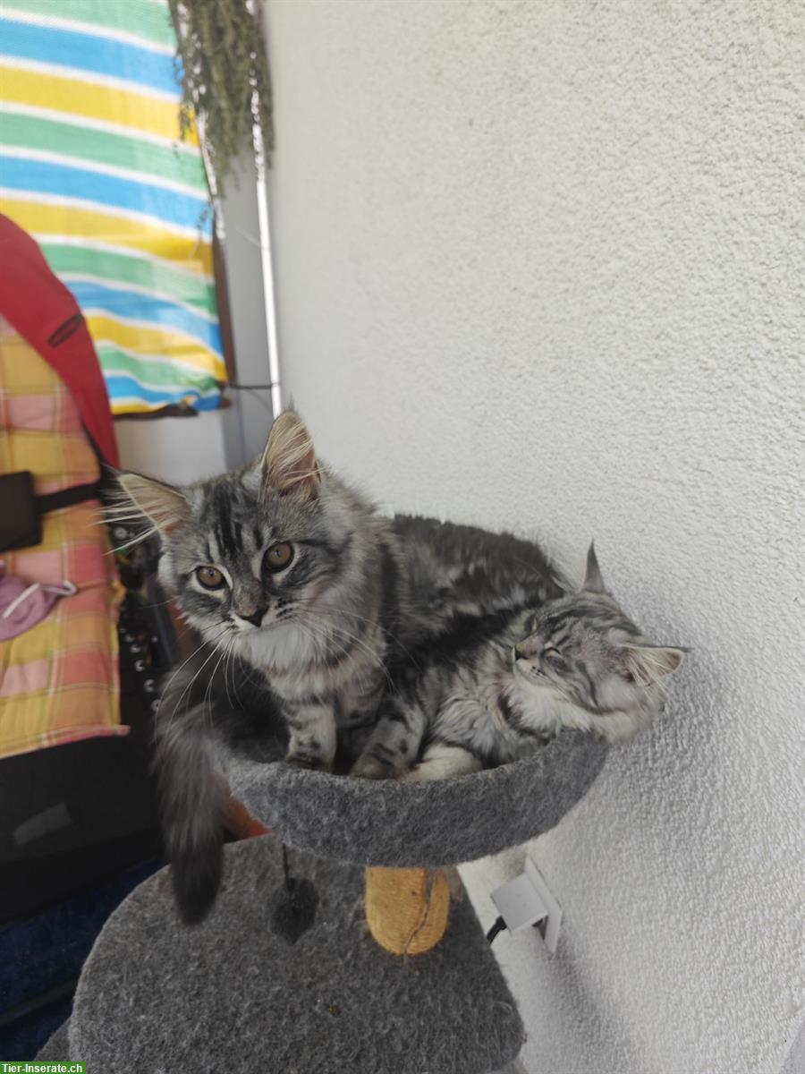Bild 3: Maine Coon Mischlingskätzchen suchen ein Zuhause
