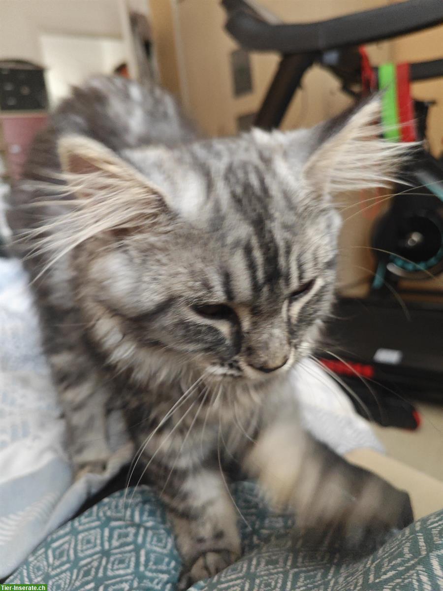 Bild 4: Maine Coon Mischlingskätzchen suchen ein Zuhause