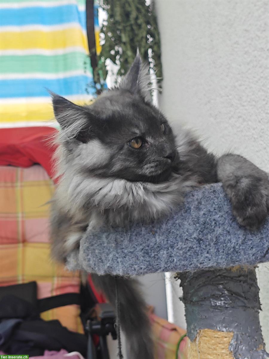 Bild 5: Maine Coon Mischlingskätzchen suchen ein Zuhause