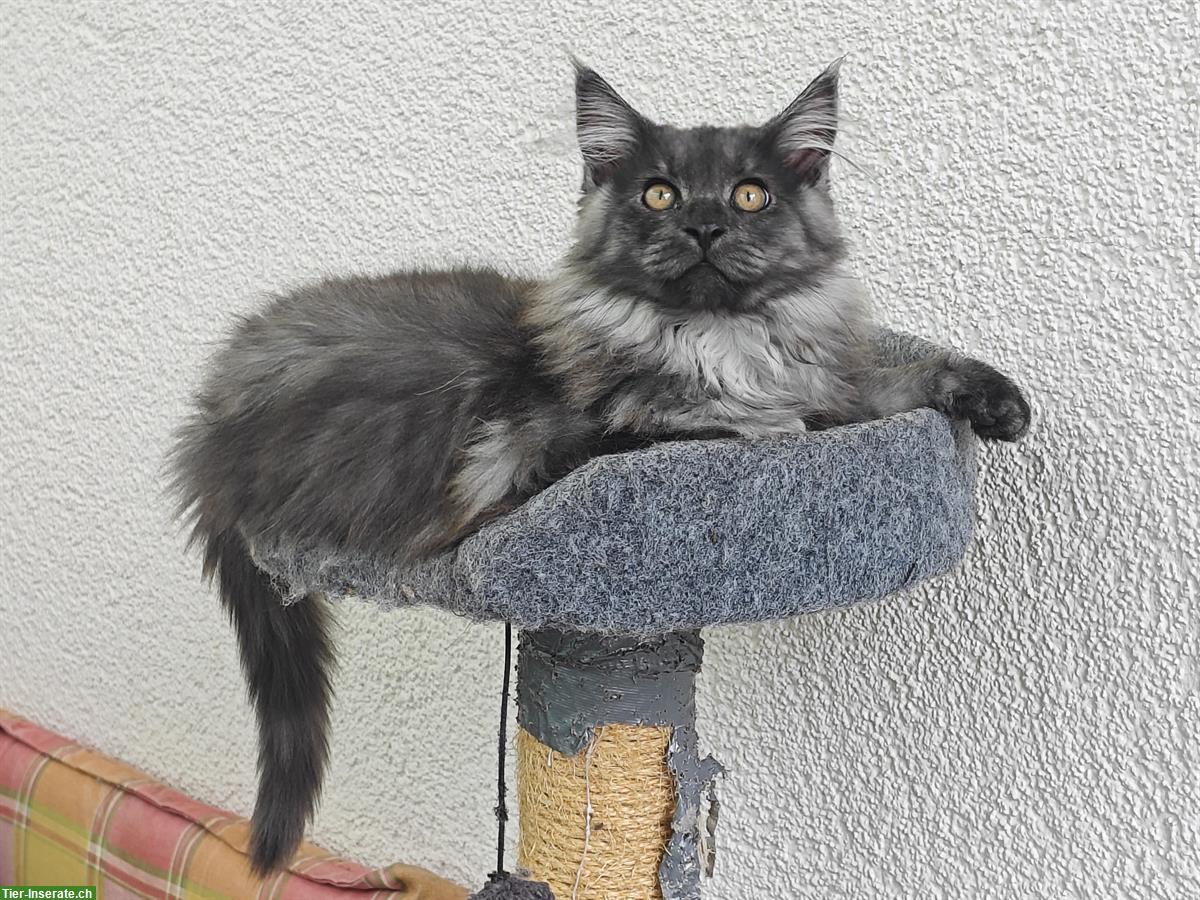 Bild 6: Maine Coon Mischlingskätzchen suchen ein Zuhause