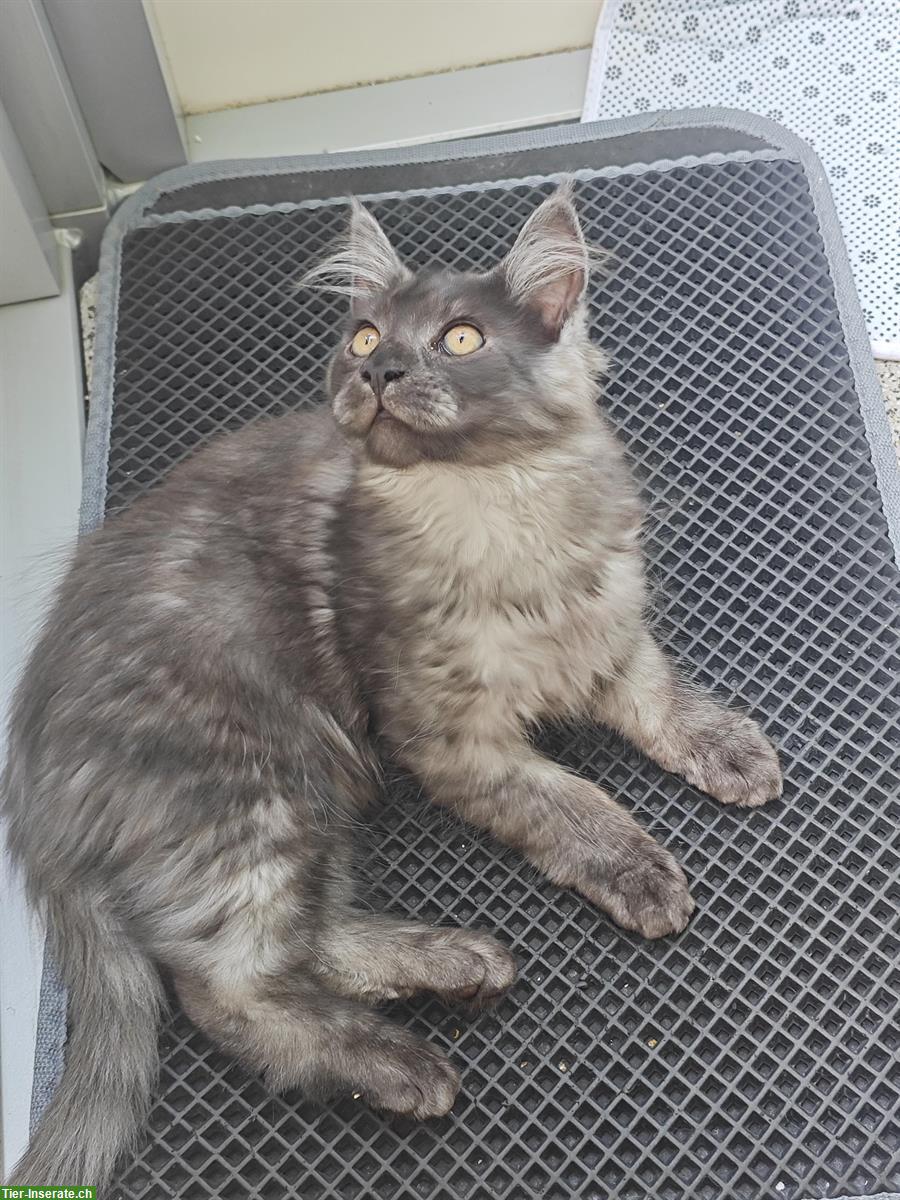 Bild 7: Maine Coon Mischlingskätzchen suchen ein Zuhause