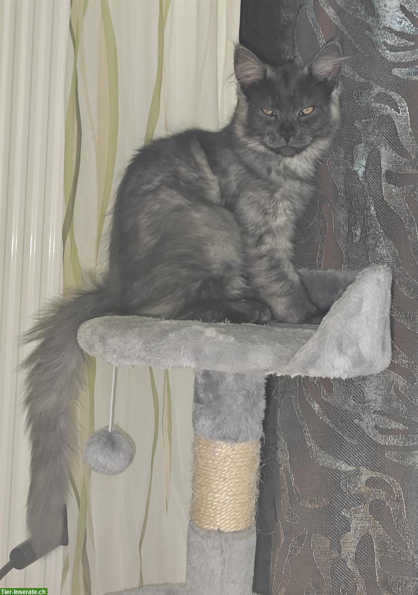 Bild 8: Maine Coon Mischlingskätzchen suchen ein Zuhause