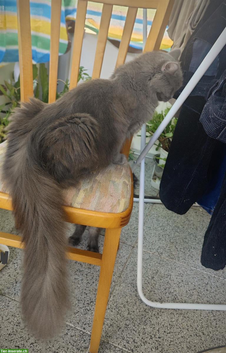 Bild 9: Maine Coon Mischlingskätzchen suchen ein Zuhause