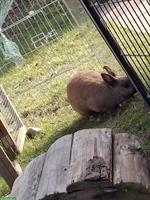 Suche Zwergkaninchen Gspändli männlich, ca. 2 Jahre alt