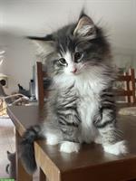 Reinrassige Norwegische Waldkatzen Kitten mit FFH-Stammbaum