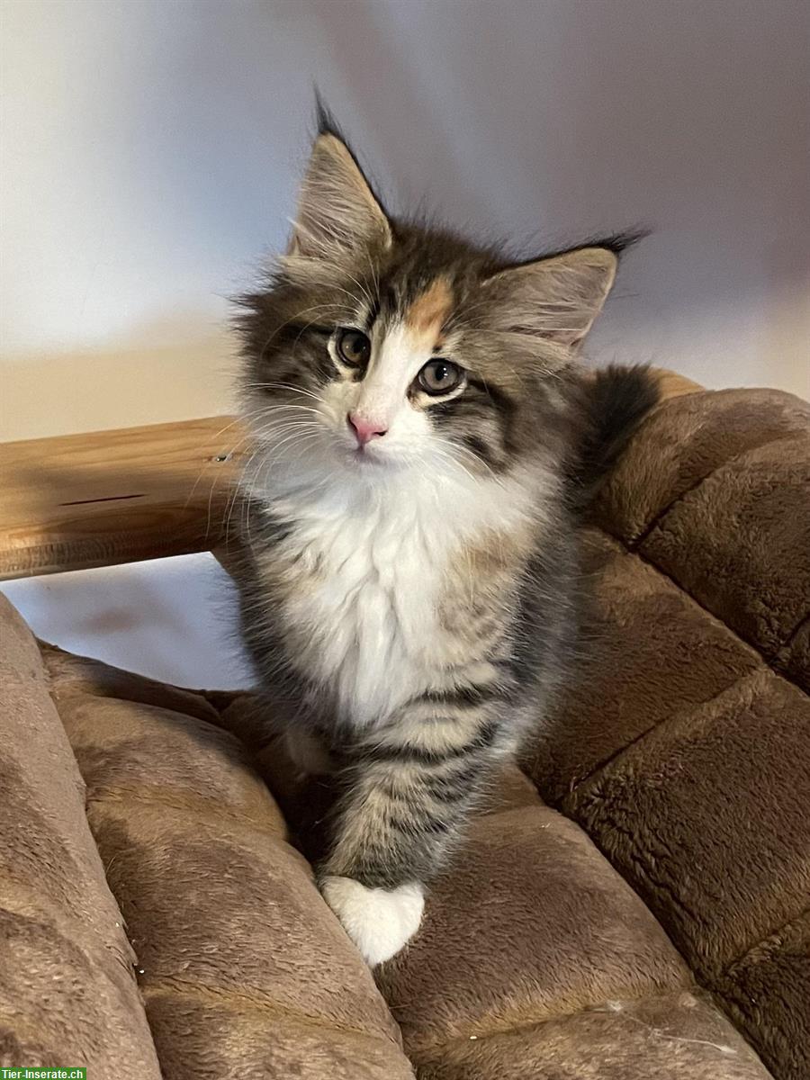 Bild 2: Reinrassige Norwegische Waldkatzen Kitten mit FFH-Stammbaum